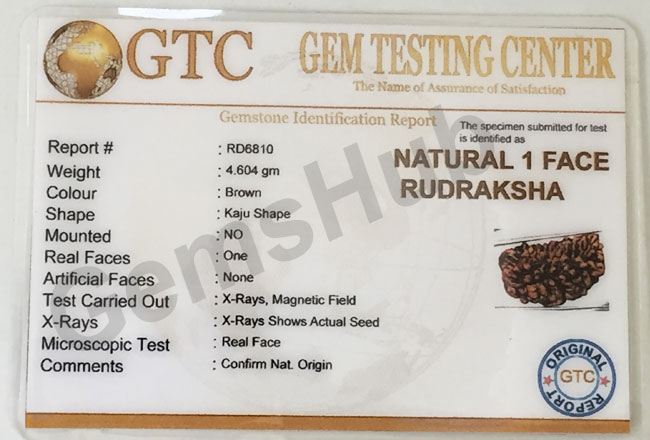 1 Face/Mukhi Certified Rudraksha Premium Quality
